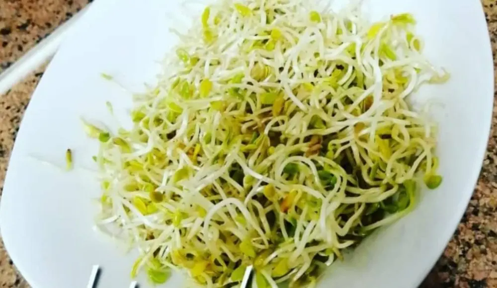استنبات البراعم